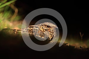 Pauraqu, Nyctidromus albicollis, nocturnal tropic bird sitting on the ground, night action scene, animal in the dark nature