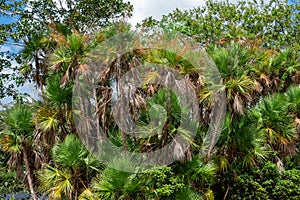 Paurotis palm trees Acoelorrhaphe Wrightii a.k.a. Everglades palms - Long Key Natural Area, Davie, Florida, USA photo
