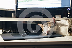 Pause at work: cat sleeping on keyboard