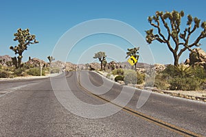 Paved desert road through Joshua Tree National Pa