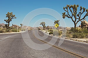 Paved desert road through Joshua Tree National Pa photo