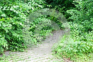 A paved footpath leading alongside green shrubs