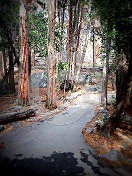 Paved forest trail in Yosemite National Park, Sierra Nevada, Lomography