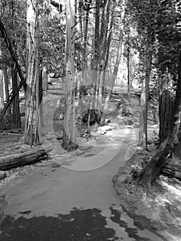 Paved forest trail in Yosemite National Park, Black and White