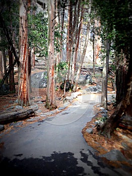 Paved forest trail in Yosemite National Park, Sierra Nevada, Lomography photo