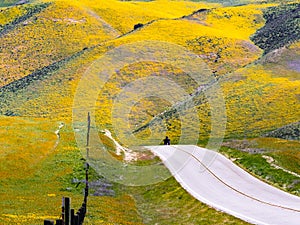 Paved highway going through mountains covered in wildflowers, Carrizo Plain National Monument area, Central California