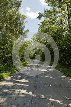 paved old road in the forest in summer