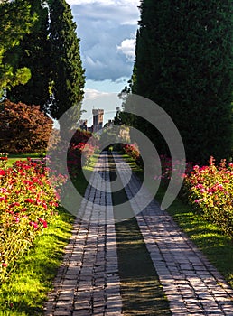 Paved path between the bushes of red roses leading to the castle