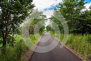 Paved path lined with trees and partly cloudy sky