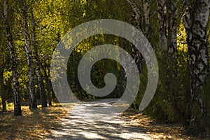 paved path in a park area among tall green trees, yellow leaves