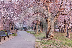 Paved Path Through Washington DC Cherry Blossoms