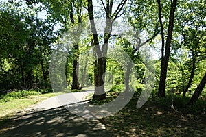 A Paved Path in the Woods