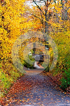 Paved pathway through a city park trees autumn