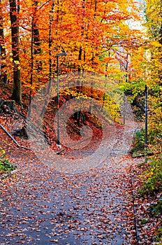 Paved pathway through a city park trees autumn