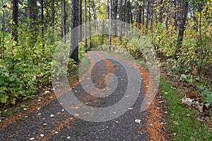 Paved pathway through a forrest