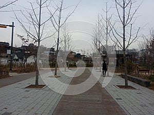 Paved pedestrian way with trees on sides for public walk