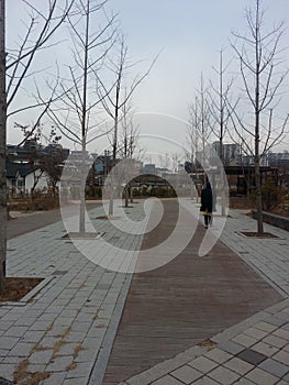 Paved pedestrian way or walk way with trees on sides