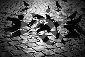 Paved Peter\'s Square with pigeon, Vatican City, Rome, Italy (EU)