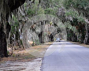 A paved road through an arborial tunnel formed by oak trees laden with Spanish moss runs through the park.