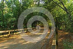 A paved road for biking in the middle of the green forest in spring