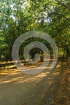 A paved road for biking in the middle of the green forest in spring