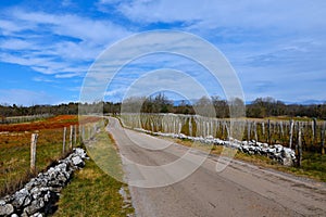 Paved road at Kras, Primorska, Slovenia photo