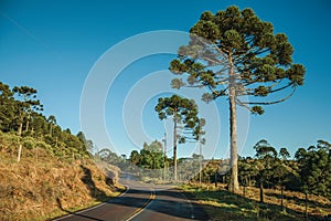 Paved road on rural lowlands called Pampas photo