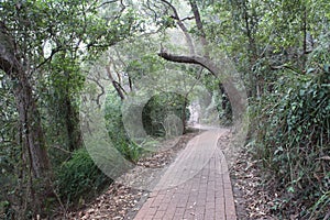 Paved Track at the Base of Tomaree Mountain