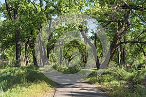 Paved trail through a springtime woods