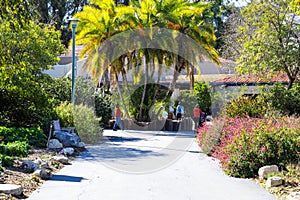 A paved walking path with people walking in masks with pink and yellow trees and lush green plants along the path