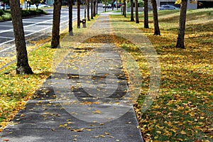 A paved walkway with fall color leaves on the ground