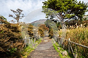 Paved walkway with wooden fence between tall Maiden Grass Miscanthus and autumn trees and plants in Unzen Golf Course, Japan