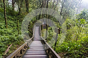 Paved Wooden Hiking Area inside of Alishan National Forest Area Surrounded by Green Jungle in Taiwan photo