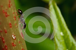 Pavement ant on sumac