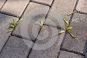 Pavement of footpath with small weeds growing from