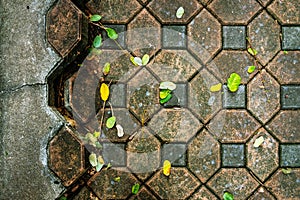 Pavement surface is damaged and dangerous. Broken brick blocks can pose danger to pedestrians. Old hexagonal brick blocks that