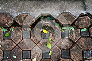 Pavement surface is damaged and dangerous. Broken brick blocks can pose danger to pedestrians. Old hexagonal brick blocks that