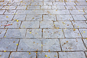 Paver brick floor or paving stone footpath background with yellow petal flower on
