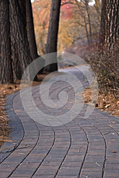 Paver Path through the Trees in Autumn