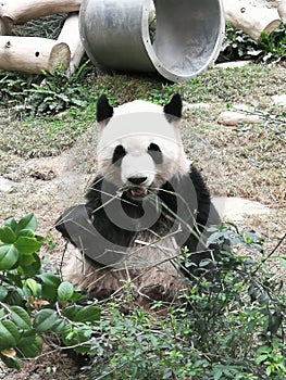 PavilhÃ£o do Panda Gigante de Macau Coloane Macao Giant Panda Pavilion Coloane Panda is eating bamboo shoot for lunch meal break