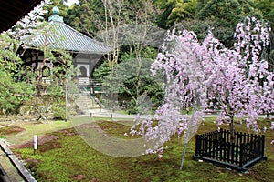 pavilion and garden at the shoren-in temple in kyoto (japan)