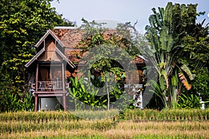 Pavilion and rice field