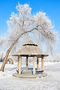 The pavilion and tree with rime