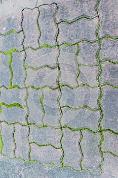 Paving blocks with moss can be used as background