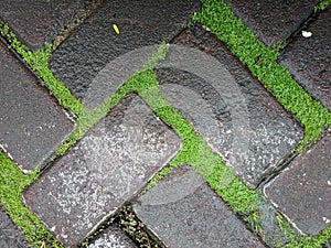 paving roads that are tenuous and covered with moss