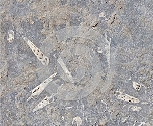 Paving slabs, fossilized shells, texture of fossils