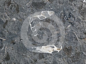 Paving slabs, fossilized shells, texture of fossils
