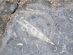 Paving slabs, fossilized shells, texture of fossils