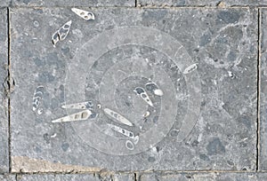 Paving slabs, fossilized shells, texture of fossils