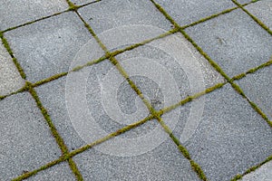 Paving slabs with grown grass